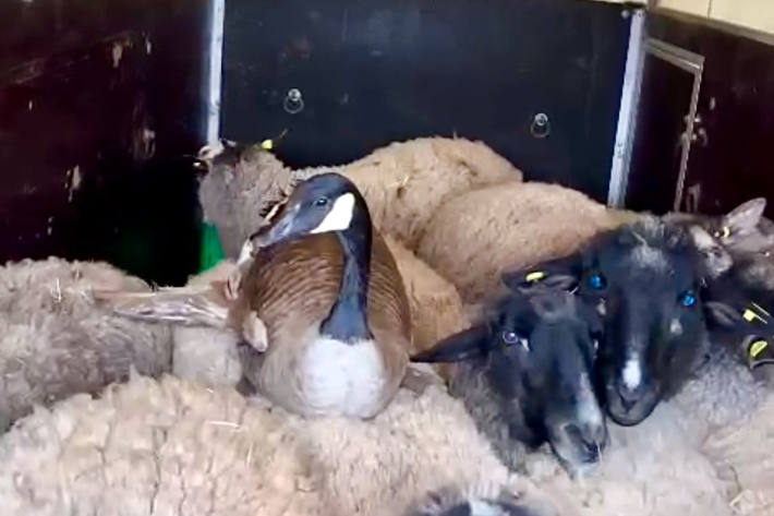 Die Gans lebte mit ihrer Familie aus Schafen zusammen.