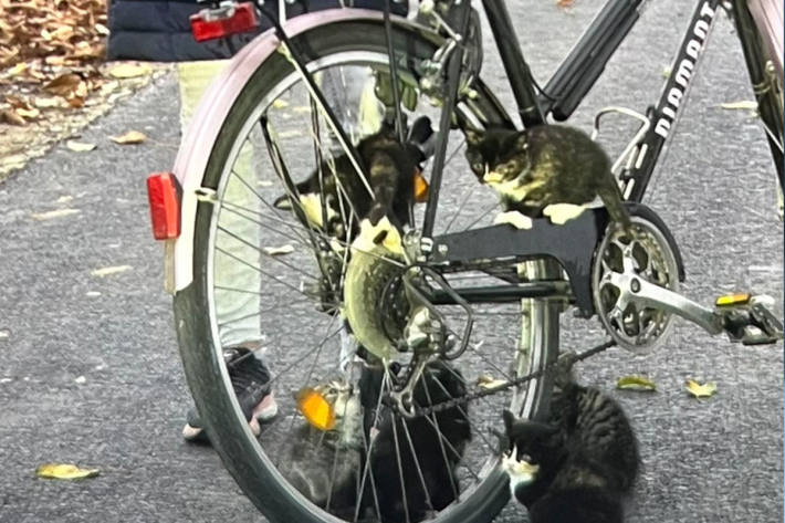 Eine Radfahrerin fand die ausgesetzten Kätzchen.