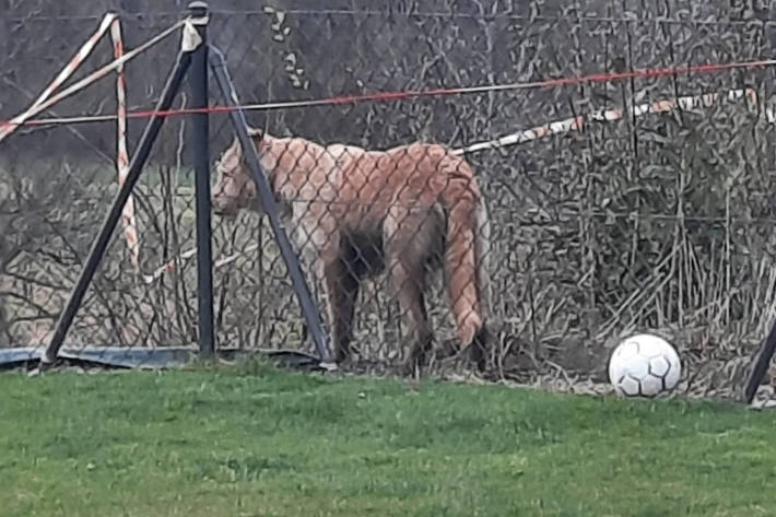 Achtung gefährliche Löwin frei gesichtet