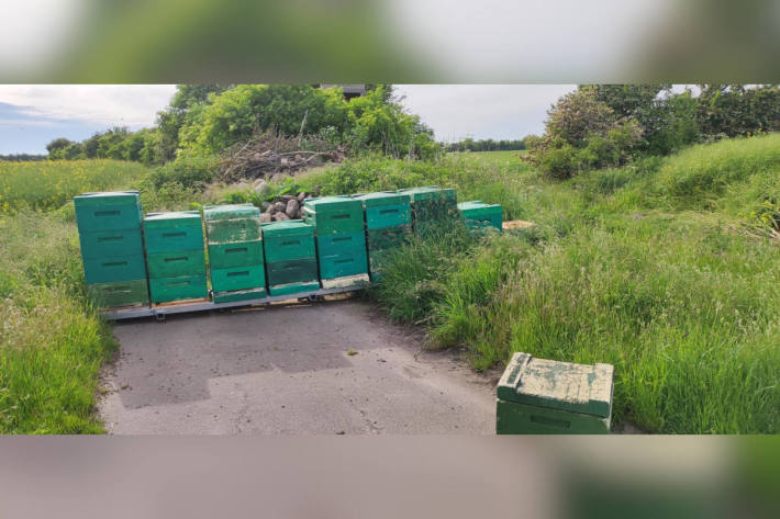 Bienendiebe auf der Insel Fehmarn unterwegs