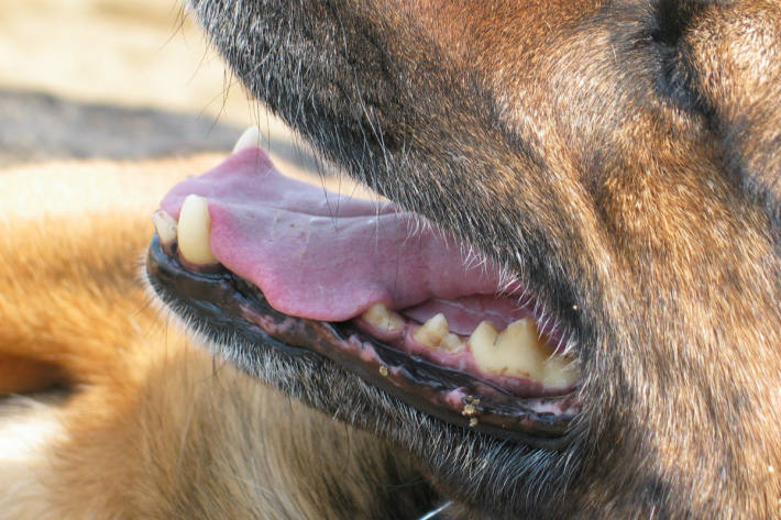 Der Hund wurde eingeschläfert (Symbolbild)