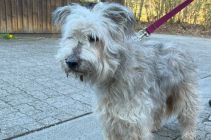 Die Stadtpolizei St. Gallen sucht nach dem Besitzer.