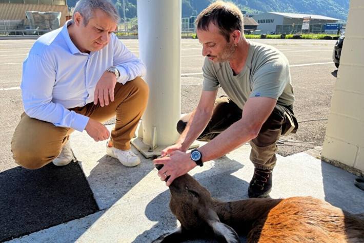 Während der Hochwildjagd wurden weniger Hirsche geschossen als im Vorjahr