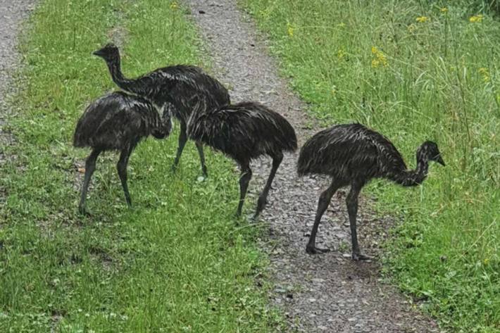 Emus in Haßloch