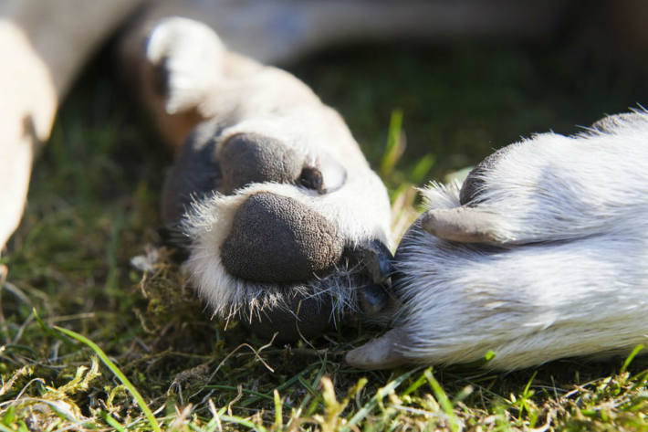 Hund während Spaziergang mit Besitzer in Wolfsburg getötet (Symbolbild)