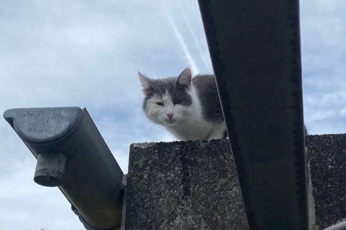 Die Katze befand sich mehrere Tage auf dem Dach