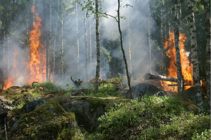 Symbolbild Waldbrand