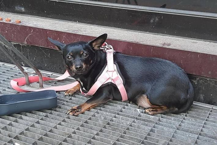 Der Hund befindet sich nun in einem Tierheim