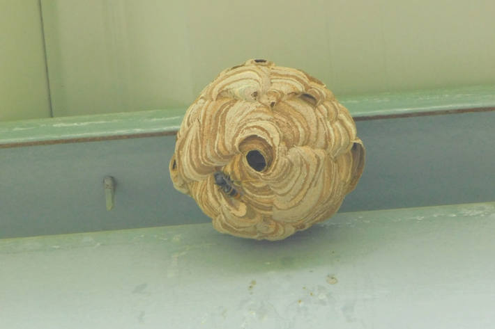 Primärnest der Asiatischen Hornisse an geschützter Stelle