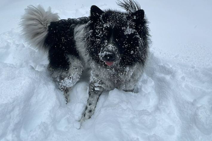 Hund am Fundort.