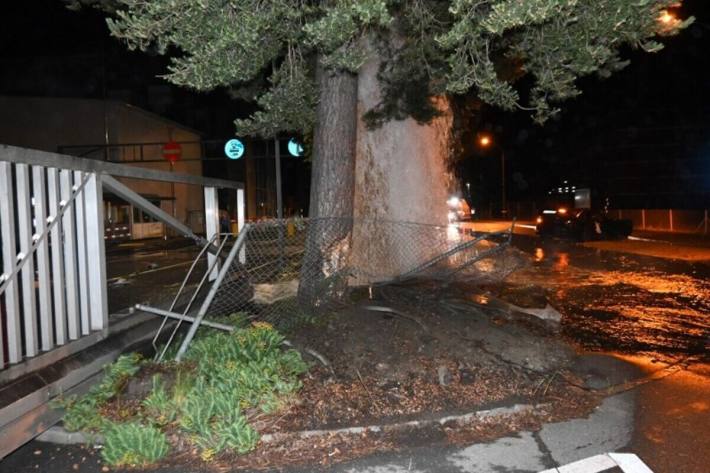 Mit dem Baum kollidiert