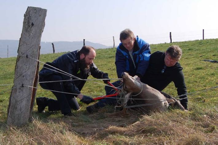 Der ca. vierjährige Hirsch hatte sich in Aerzen völlig in den Zaunlitzen verfangen