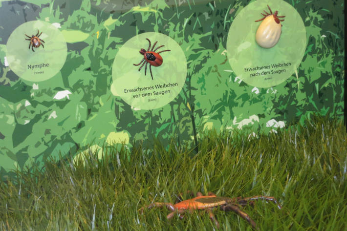 Zeckenvitrine im Naturhistorischen Museum Basel