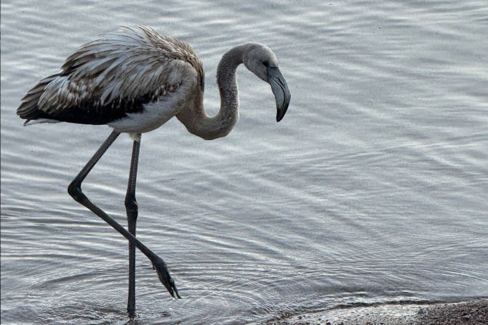 Wie der junge Flamingo ganz alleine an den Titisee gelangte wollte er nicht verraten.