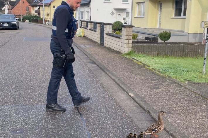 Die Entenfamilie wurde vereint