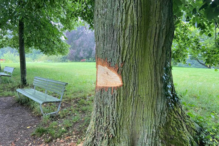 beschädigte Linde im Rieterpark in Zürich