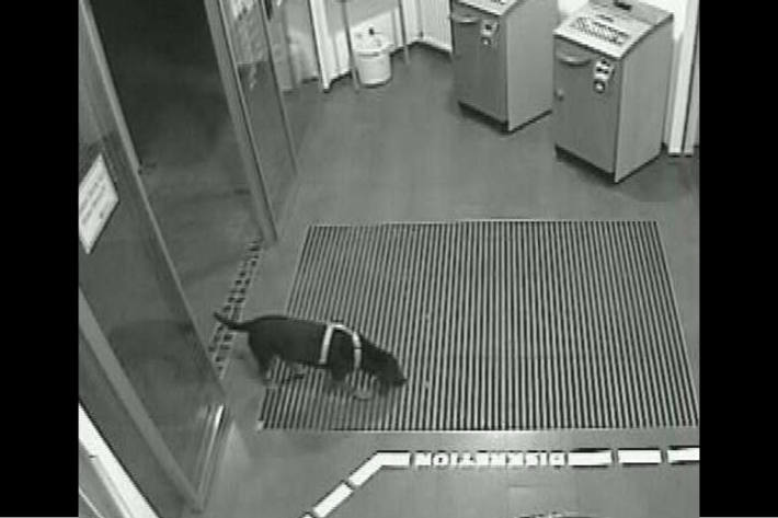 Wem gehört dieser Hund?