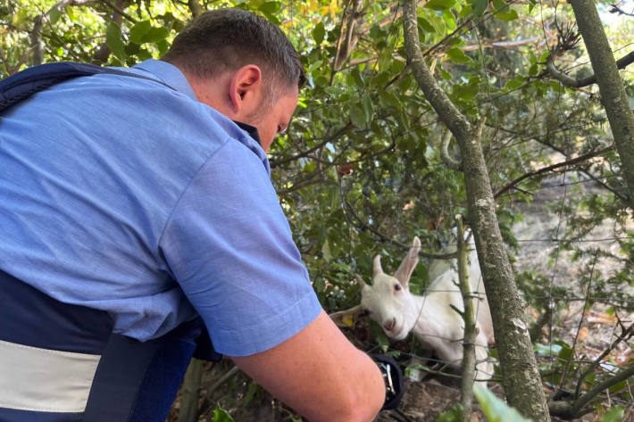 Ziegenflüsterer im Einsatz