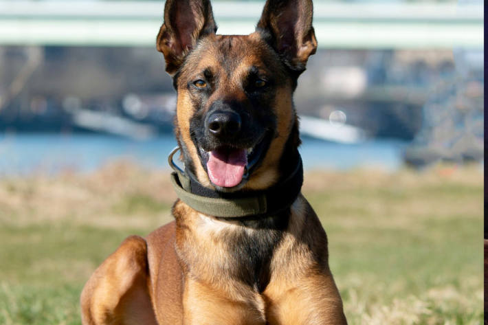 Polizeihund Loki sorgt für Sicherheit auf Kölns Straßen.