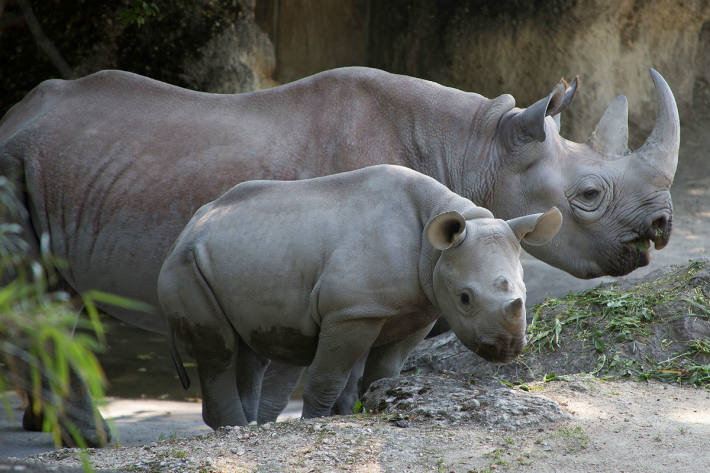 Olmoti im Alter von neun Monaten mit ihrer Mutter Samira im Zoo Zürich.