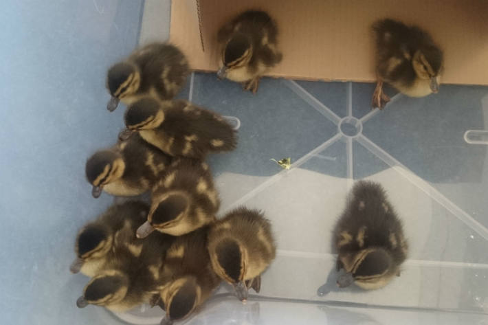 Die Küken wurden von der Polizei gerettet.