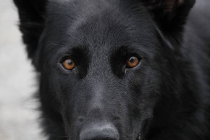 Pirah ist ein Deutscher Schäferhund