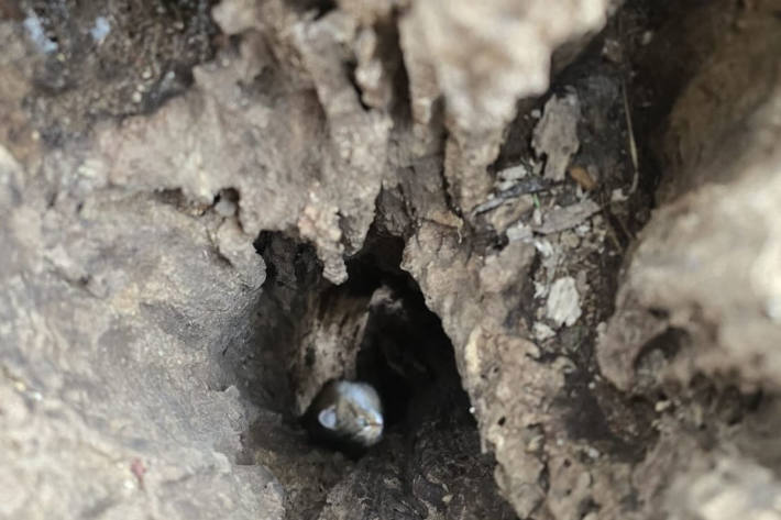 Das Kätzchen konnte sich nicht mehr selbst befreien.