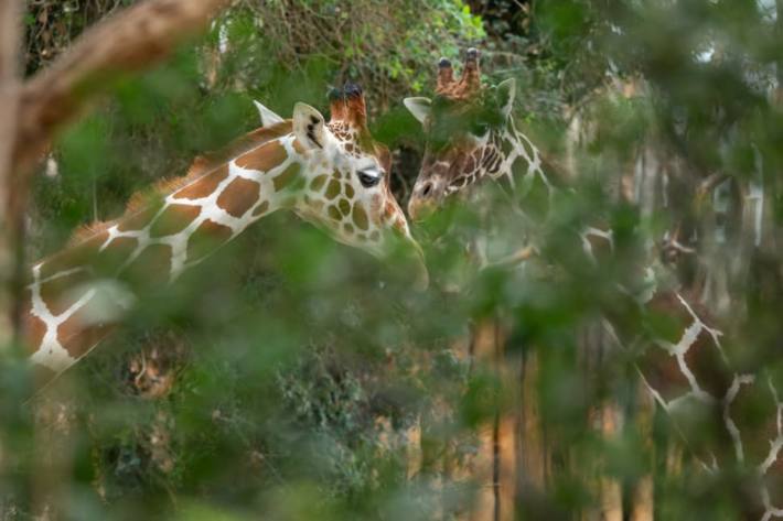 Obi (r.) soll mit Luna und den anderen Giraffenweibchen für Nachwuchs sorgen und damit zur Erhaltung einer gesunden Netzgiraffen-Reservepopulation beitragen