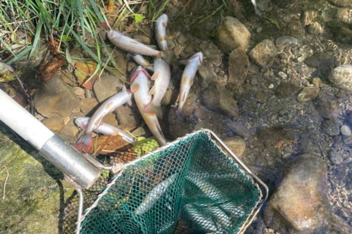 In Belfaux im Kanton Freiburg sind wegen Wasserverschmutzung Fische im Bach gestorben.