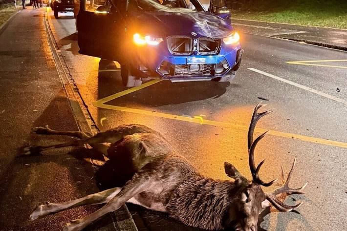 Das Tier musste leider erlöst werden 