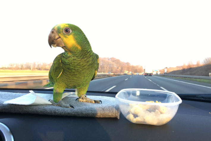 Papagei wird vermisst.