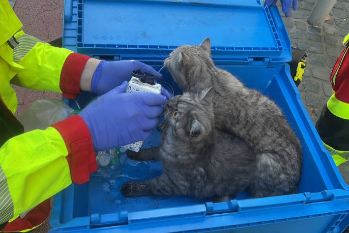 Die beiden Katzen wurden im Anschluss von einem Tierarzt versorgt.