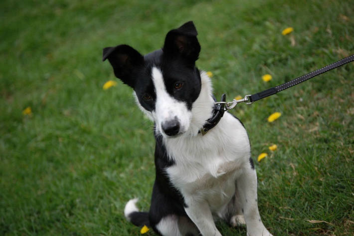 In Feldkirchen hatte ein Hund Glück, dass er keine Rasierklinge im Würstchen gefressen hat.