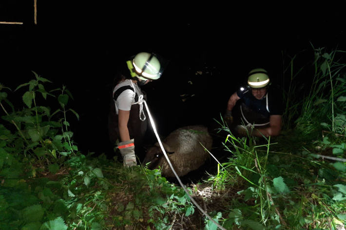 Feuerwehr rettet Schaf aus Schlamm