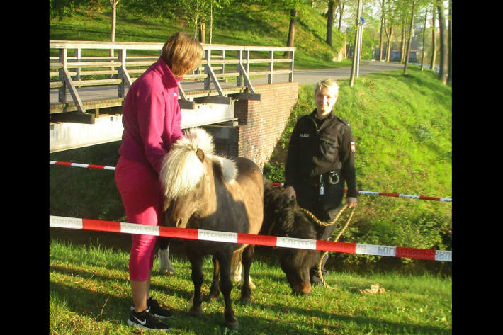 Die Ponys wurden wieder eingefangen.