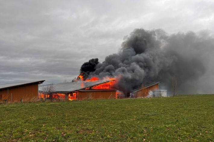 Durch den Brand verendeten zahlreiche Schweine