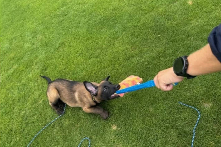 In rund 2 Jahren wird Hugo voll einsatzbereit sein, wenn alles wie geplant verläuft.