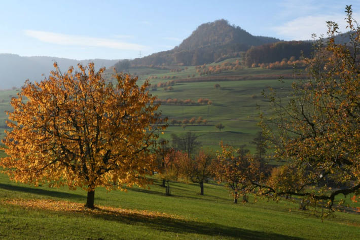 Kirschbäume im Tafeljura in Gipf-Oberfrick
