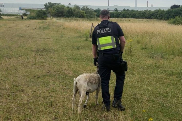 Das Schaf ist glücklich auf dem Weg zurück zu seinem Besitzer.