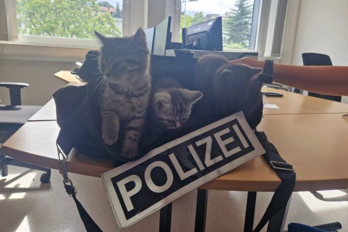 Britisch-Kurzhaar-Katzen aufgefunden