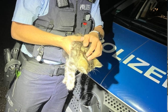 Nach einer Kuschelrunde hat die Polizei die Kätzchen der Tierrettung übergeben.