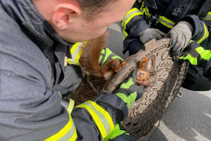 Eichhörnchen wird aus Gullydeckel befreit