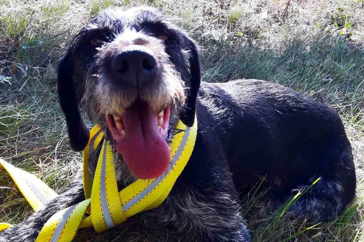 Zwischen Erfurt-West und Erfurt-Ost meldeten Verkehrsteilnehmer von der A 4 einen Hund, der sich auf dem Trennbereich der beiden Richtungsfahrbahnen befinden soll