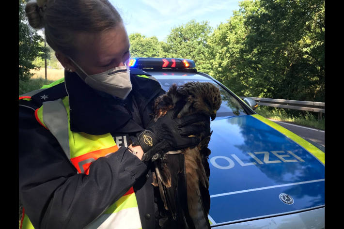 Polizei rettet verletzten Bussard bei Wadgassen-Differten