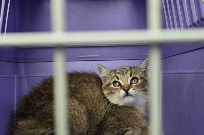 Die Katze konnte unverletzt gerettet werden.