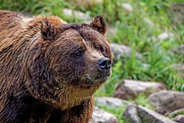 Bären in freier Wildbahn auch in der Schweiz