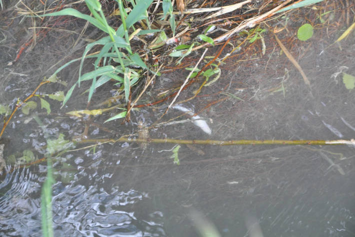 Verschmutztes Wasser führt zu Fischsterben bei Derendingen