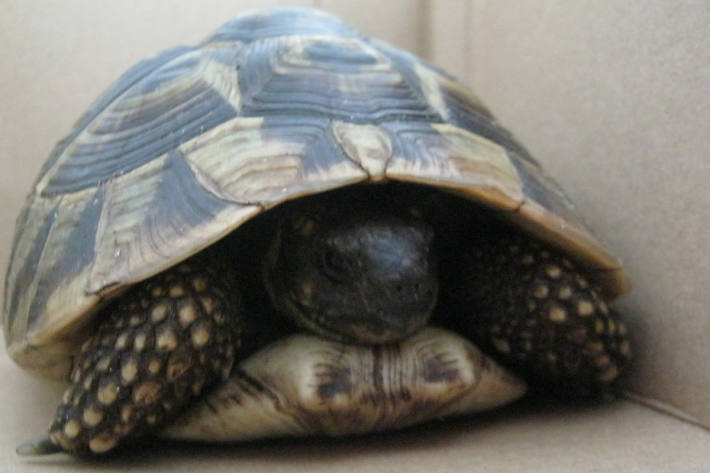 Diese griechische Landschildkröte wurde auf der B5 entdeckt.