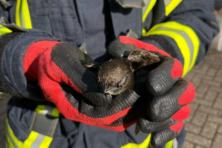 Der Vogel wurde behutsam in Sicherheit gebracht.