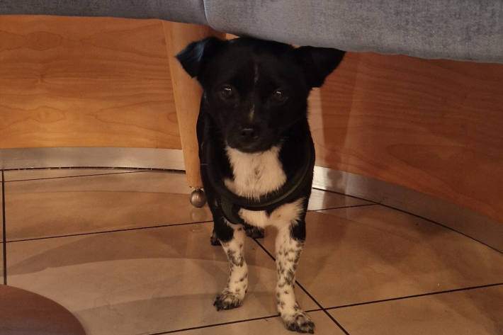 Der kleine Hund wartete geduldig in einem Cafe.